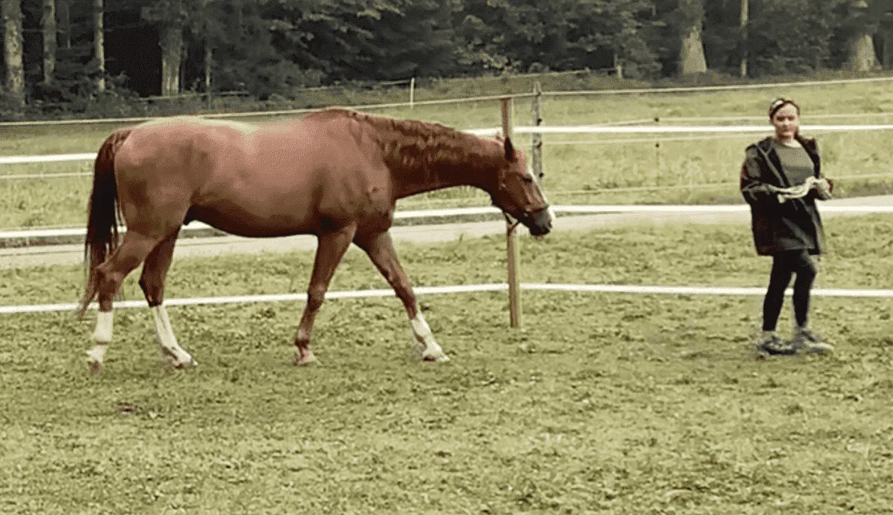 ´ Führungskräftetraining mit Pferden